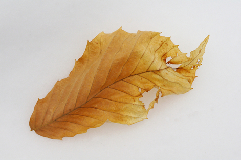 Winter Beech Leaf