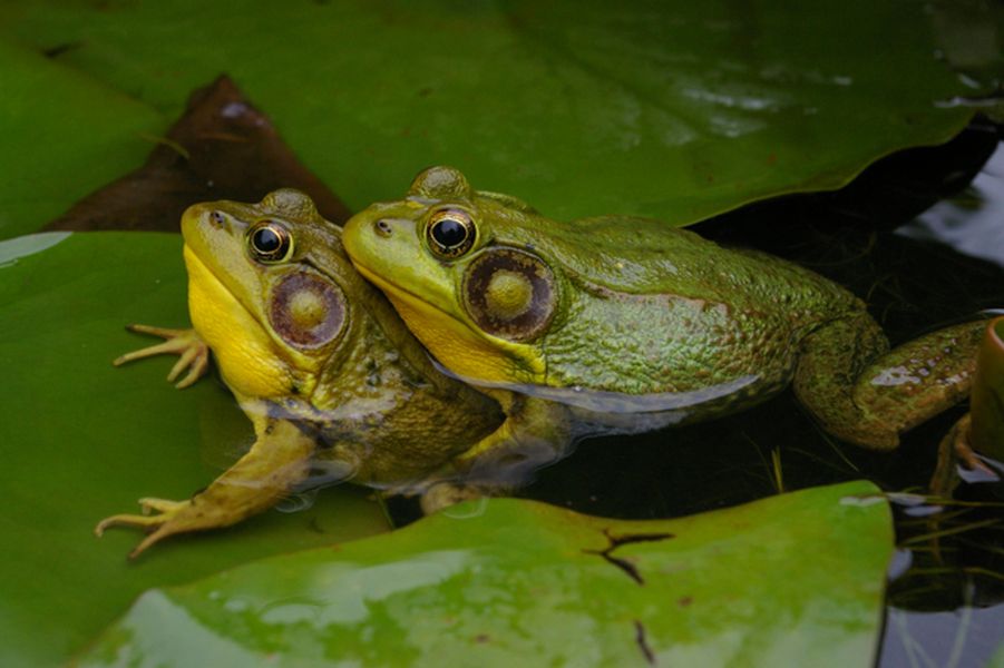 Amorous Frogs